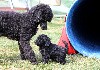  - chiots caniches noirs nains et moyens