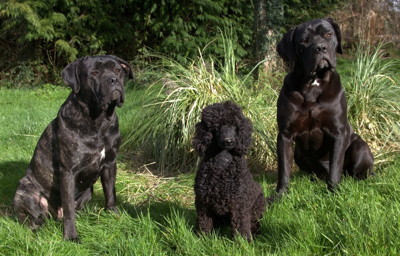 Des Landes De Gwen Ha Du - Caniche - Portée née le 10/09/2013