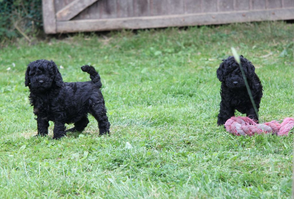 chiot Caniche Des Landes De Gwen Ha Du