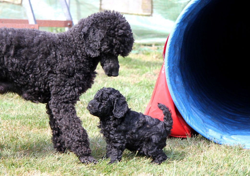 chiots caniches noirs nains et moyens