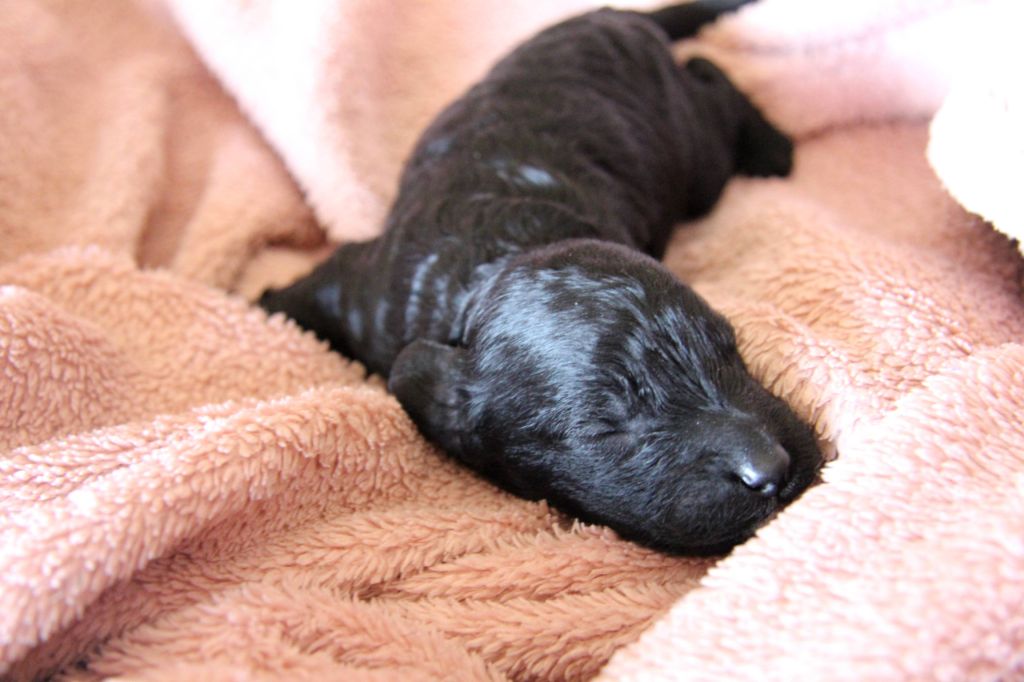 Des Landes De Gwen Ha Du - Chiots disponibles - Caniche