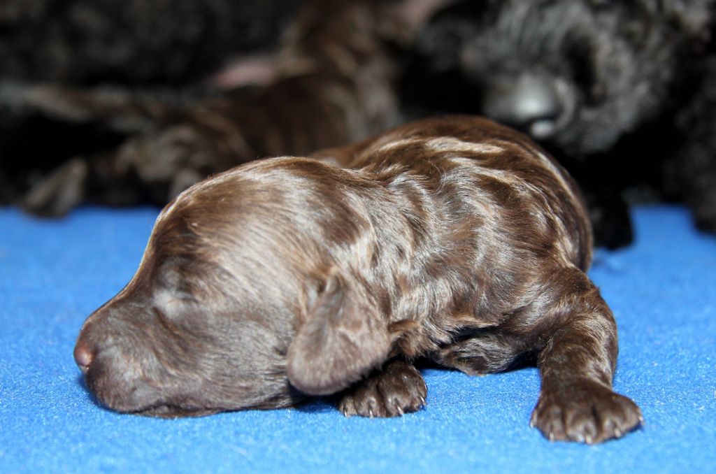 Des Landes De Gwen Ha Du - Chiots disponibles - Caniche